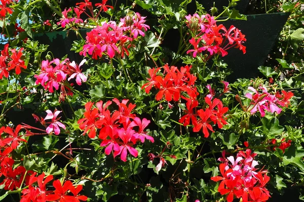 stock image Blooming red cranesbill ivy geranium pelargonium in the vertical design of landscaping of streets and parks. Beautiful large pelargonium geranium flowers green leaves. Floriculture and horticulture.