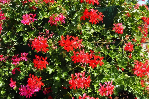 stock image Blooming red cranesbill ivy geranium pelargonium in the vertical design of landscaping of streets and parks. Beautiful large pelargonium geranium flowers green leaves. Floriculture and horticulture.