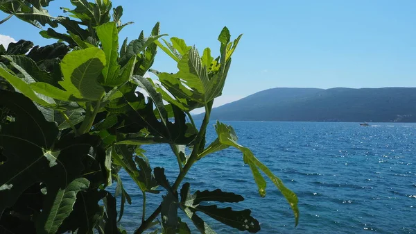 Herceg Novi Montenegró 2022 Fügefa Ficus Carica Mulberry Család Ficus — Stock Fotó