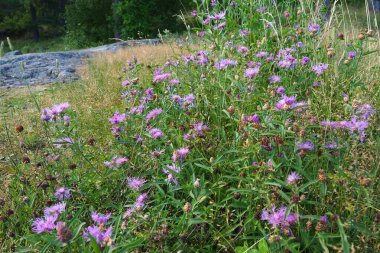 Meadow cornflower Centaurea jacea is a field weed plant, a species of the genus Cornflower of the family Asteraceae, or Compositae. Grows in meadows. Violet elegant flower. Flora of Europe.