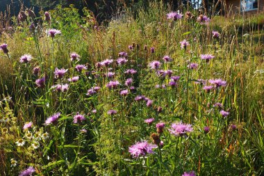 Meadow cornflower Centaurea jacea is a field weed plant, a species of the genus Cornflower of the family Asteraceae, or Compositae. Grows in meadows. Violet elegant flower. Flora of Europe.