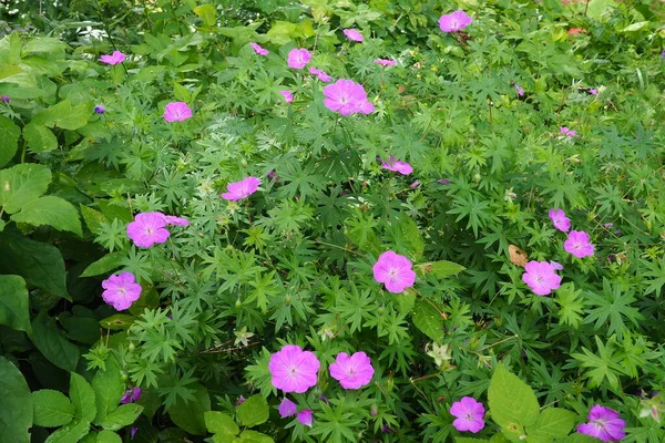 Geranium Sanguineum Est Une Espèce Plante Herbacée Herbacée Vivace Famille — Photo