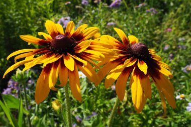 Asteraceae veya birleşik ailede Rudbeckia bitki cinsi. Rudbeckia çiçekleri belirgin, yükseltilmiş siyah, kahverengi gölgeli merkezi bir disk içerir. Koni çiçekleri ve siyah gözlü susanlar. Sarı ya da altın çiçek