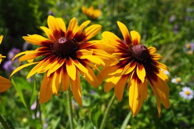 Asteraceae veya birleşik ailede Rudbeckia bitki cinsi. Rudbeckia çiçekleri belirgin, yükseltilmiş siyah, kahverengi gölgeli merkezi bir disk içerir. Koni çiçekleri ve siyah gözlü susanlar. Sarı ya da altın çiçek