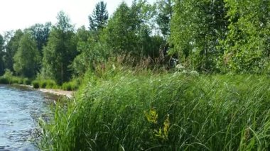 Lososinnoye Gölü kıyısında, Karelia. Tayga ekosistemi. Reed sedge hummocks 'ta yetişiyor. Sudaki dalgalanmalar. Karelia 'nın vahşi bölgelerinde turizm ve dinlenme. Balık avlamak için balık ambarları. Rüzgar esiyor.