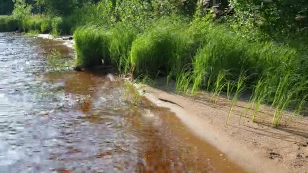 Grov Sandstrand Vid Sjön Losinnoye Karelen Taiga Ekosystem Reed Sedge — Stockvideo