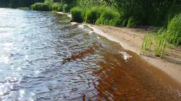 Grober Sandstrand Ufer Des Lososinnoje Sees Karelien Ökosystem Taiga Schilfrohr — Stockvideo