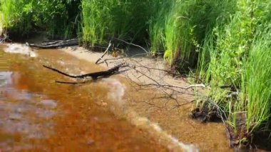 Lososinnoye Gölü kıyısındaki kaba kumlu sahil, Karelia. Tayga ekosistemi. Reed sedge hummocks 'ta yetişiyor. Sudaki dalgalanmalar. Karelia 'nın vahşi bölgelerinde turizm ve dinlenme. Balık ambarları