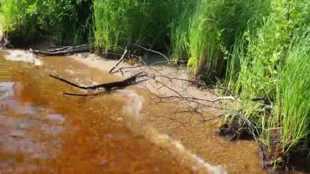 卡累利阿洛索尼耶湖畔粗糙的沙滩 泰加生态系统 芦苇在山楂上生长 水面上的波纹 卡累利阿野外的旅游和娱乐 钓鱼用的鱼塘 — 图库视频影像