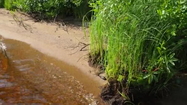 卡累利阿洛索尼耶湖畔粗糙的沙滩 泰加生态系统 芦苇在山楂上生长 水面上的波纹 卡累利阿野外的旅游和娱乐 钓鱼用的鱼塘 — 图库视频影像