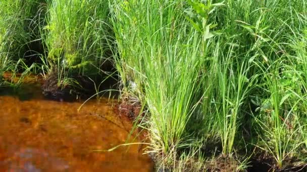 Lososinnoye Gölü Nün Rüzgarlı Kıyısı Tayga Ekosistemi Reed Sedge Hummocks — Stok video