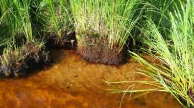 Lososinnoye Gölü 'nün rüzgarlı kıyısı. Tayga ekosistemi. Reed sedge hummocks 'ta yetişiyor. Karelia 'nın vahşi bölgelerinde turizm ve dinlenme. Balık avlamak için balık ambarları. Karelia 'lı Flora. Reed yatakları. Toprak erozyonu