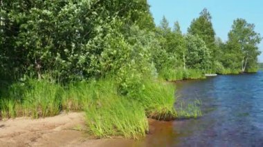 Lososinnoye Gölü kıyısında, Karelia. Tayga ekosistemi. Reed sedge hummocks 'ta yetişiyor. Sudaki dalgalanmalar. Karelia 'nın vahşi bölgelerinde turizm ve dinlenme. Balık avlamak için balık ambarları. Rüzgar esiyor.