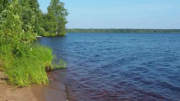 Lesní Břeh Jezera Lososinnoye Karelie Ekosystém Taiga Pahorcích Rostou Rákosí — Stock video