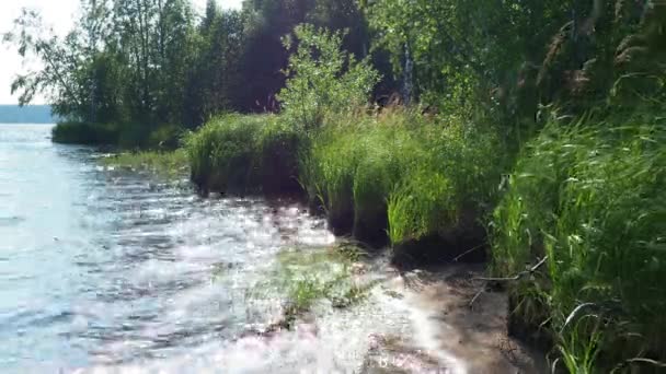 Margem Florestal Lago Lososinnoye Carélia Ecossistema Taiga Sedge Reed Crescer — Vídeo de Stock