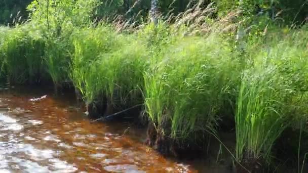 Praia Ensolarada Lago Lososinnoye Ecossistema Taiga Sedge Reed Crescer Hummocks — Vídeo de Stock
