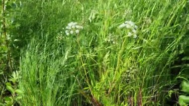 Gölün rüzgarlı kıyıları. Tayga ekosistemi. Reed sedge hummocks 'ta yetişiyor. Balık avlamak için balık ambarları. Karelia 'lı Flora. Reed yatakları. Veh zehirli Cicuta virosa - bir bitki, Şemsiye familyasından Vekh.