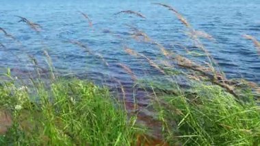 Lososinnoye Gölü kıyısında, Karelia. Tayga ekosistemi. Reed sedge hummocks 'ta yetişiyor. Sudaki dalgalanmalar. Karelia 'nın vahşi bölgelerinde turizm ve dinlenme. Balık avlamak için balık ambarları. Rüzgar esiyor