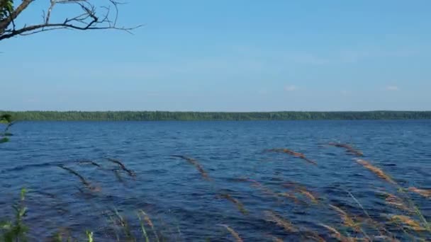 Lososinnoye Gölü Karelia Tayga Ekosistemi Reed Sudaki Dalgalanmalar Karelia Nın — Stok video