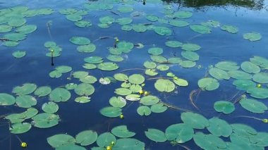Küçük kapsül Nuphar pumila, Nymphaeaceae familyasından Nuphar familyasından bir bitki türü. Rhizomatöz su bitkileri. Nilüferler, cins küçük yumurta, küçük kapsül. Yavaş çekim.