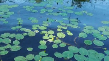 Küçük kapsül Nuphar pumila, Nymphaeaceae familyasından Nuphar familyasından bir bitki türü. Rhizomatöz su bitkileri. Aile nilüferleri, cinsiyet küçük yumurta, görüntü küçük kapsül.
