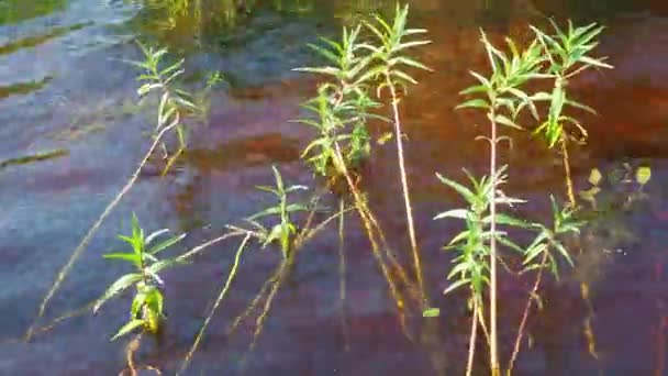 Loosestrife Kizlyak Racemose Naumburgia Racemes Lysimachia Thyrsiflora Mehrjährige Krautige Pflanzengattung — Stockvideo