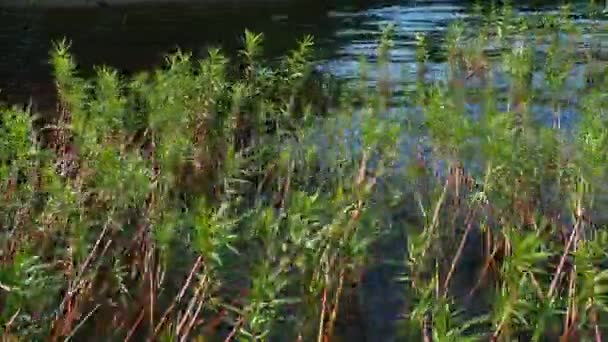 Loosestrife Kizlyak Racemose Naumburgia Racemes Lysimachia Thyrsiflora Perennial Herbaceous Plant — Stock Video