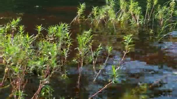 Loosestrife Kizlyak Racemose Naumburgia Racemes Lysimachia Thyrsiflora Perennial Herbaceous Plant — Vídeo de stock