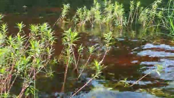 Loosestrife Kizlyak Racemose Naumburgia Racemes Lysimachia Thyrsiflora Perennial Herbaceous Plant — стоковое видео