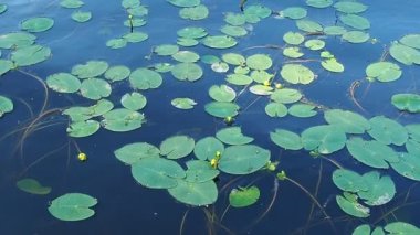 Küçük kapsül Nuphar pumila, Nymphaeaceae familyasından Nuphar familyasından bir bitki türü. Rhizomatöz su bitkileri. Nilüferler, cins küçük yumurta, küçük kapsül. Yavaş çekim.