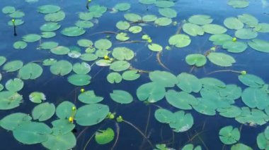 Küçük kapsül Nuphar pumila, Nymphaeaceae familyasından Nuphar familyasından bir bitki türü. Rhizomatöz su bitkileri. Aile nilüferleri, cinsiyet küçük yumurta, görüntü küçük kapsül.