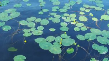 Küçük kapsül Nuphar pumila, Nymphaeaceae familyasından Nuphar familyasından bir bitki türü. Rhizomatöz su bitkileri. Aile nilüferleri, cinsiyet küçük yumurta, görüntü küçük kapsül.