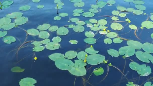 Kleine Kapsel Nuphar Pumila Ist Eine Mehrjährige Krautige Pflanze Der — Stockvideo