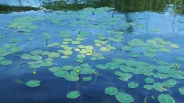 Küçük kapsül Nuphar pumila, Nymphaeaceae familyasından Nuphar familyasından bir bitki türü. Rhizomatöz su bitkileri. Aile nilüferleri, cinsiyet küçük yumurta, görüntü küçük kapsül.
