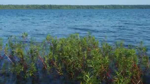 Ecosistema Taiga Ondas Agua Recreación Turística Lugares Salvajes Karelia Calas — Vídeo de stock