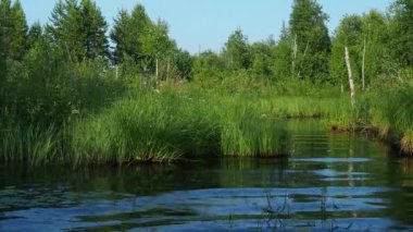 Bataklık, aşırı nem, nemli yaşam alanı örtüsü ve hidrosferi olan bir manzara alanı. Bataklık bilimi. Karelia, Lososinnoe Gölü bataklığı. Küçük kapsül, sedge, ölü huş ağaçları. Hidrosfer.