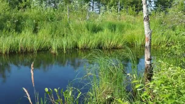 沼泽是一个风景区 有过度的水分 潮湿的生活地面覆盖 沼泽科学 卡累利阿 淹没了洛索诺伊湖互换防止温室效应 — 图库视频影像