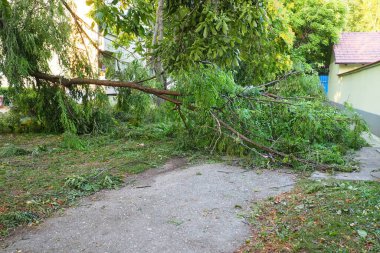 Aftermath of the hurricane July 19, 2023 Sremska Mitrovica, Serbia. Broken trees, mess on the streets. Broken branches, bent trunks. Chips and trash. State of emergency after a catastrophic storm