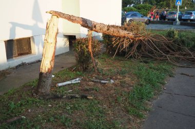 Aftermath of the hurricane July 19, 2023 Sremska Mitrovica, Serbia. Broken trees, mess on the streets. Broken branches, bent trunks. Chips and trash. State of emergency after a catastrophic storm