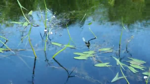 Arrowleaf Sagittaria Een Geslacht Uit Alismataceae Elodea Waterplaag Duitse Wasserpest — Stockvideo