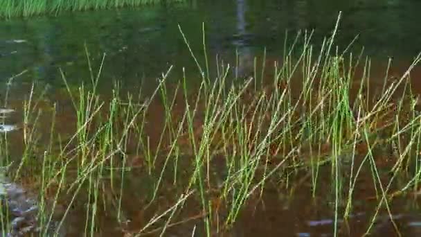 马什沼泽象 Marsh Bog Eleocharis Palustris 是一种草本植物 属于仙人掌科Bolotnitsa Eleocharis属 众多的茎 洛索诺伊湖 — 图库视频影像