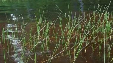 Marsh bataklığı Eleocharis palustris, Cyperaceae familyasına ait Bolotnitsa Eleocharis cinsinden bir bitki türüdür. Ağır çekim. Lososinnoye Gölü, Karelia. Bir rezervuarın tıkanması.