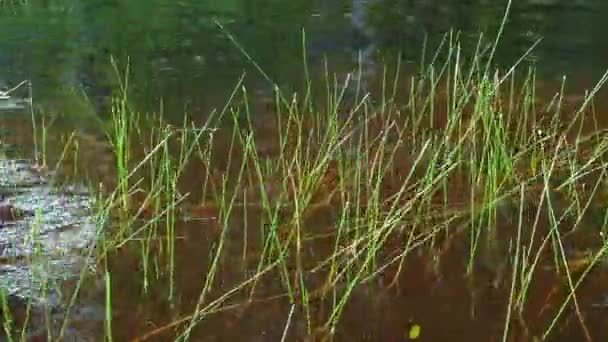 Marsh Bog Eleocharis Palustris Species Herbaceous Plants Genus Bolotnitsa Eleocharis — Stock Video