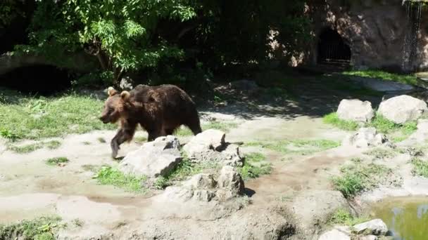 Евразийский Бурый Медведь Ursus Arctos Является Обычным Подвидом Бурого Медведя — стоковое видео