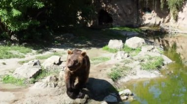 Avrasya kahverengi ayısı Ursus arctos, kahverengi ayıların yaygın bir alt türüdür. Ayı, sahip olduğu şeylerin etrafında dolaşır, arka ayakları üzerinde durur ve bölgeyi inceler. Hayvan tehlikeli orman yırtıcısı..