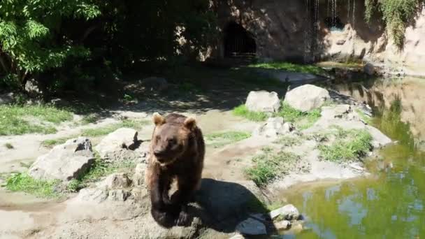 Ursus Arctos Uma Subespécie Comum Urso Pardo Urso Caminha Torno — Vídeo de Stock