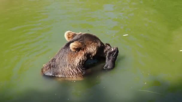 Eurazjatycki Niedźwiedź Brunatny Ursus Arctos Jest Popularnym Podgatunkiem Niedźwiedzia Brunatnego — Wideo stockowe