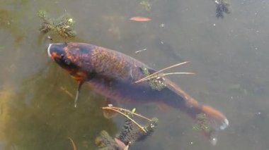 Koi ya da brokar sazan nishikigoi, Amur sazan balığı alt türü Cyprinus carpio 'dan üretilen süs balıklarıdır. Avrasya sazan balığı ya da Avrupa sazan balığı, sazan balığı, ötropik suların tatlı su balığı..