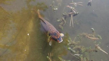 Koi ya da brokar sazan nishikigoi, Amur sazan balığı alt türü Cyprinus carpio 'dan üretilen süs balıklarıdır. Avrasya sazan balığı ya da Avrupa sazan balığı, sazan balığı, ötropik suların tatlı su balığı..