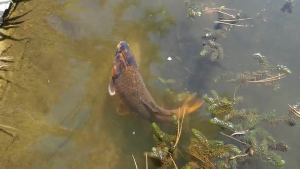 Koi Brokar Sazan Nishikigoi Amur Sazan Balığı Alt Türü Cyprinus — Stok video